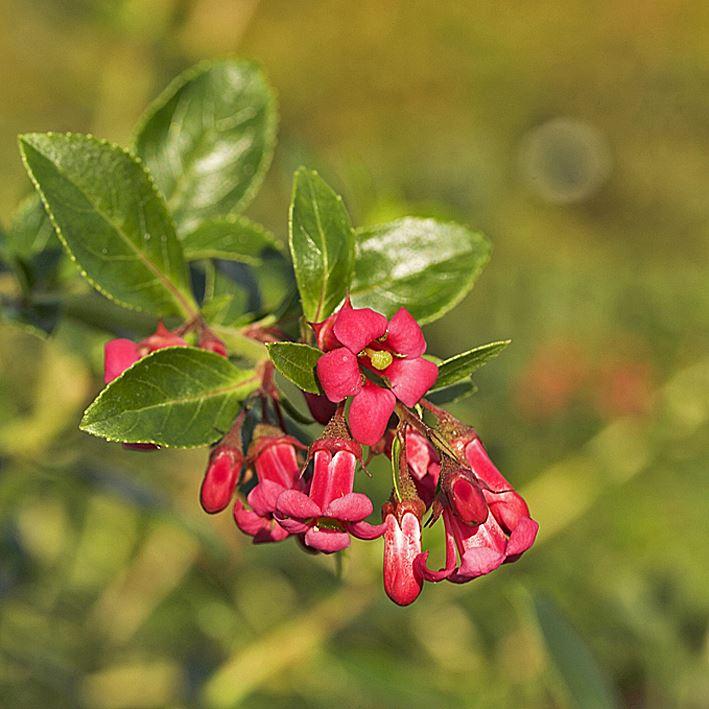 Escallonia x langleyensis 'Pride of Donard'