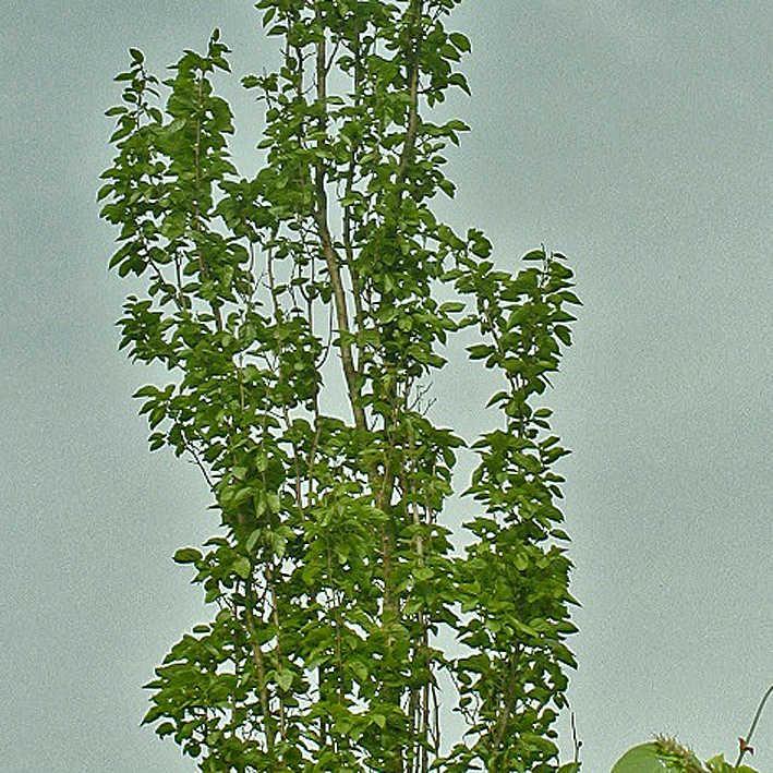 Morus alba 'Pyramidalis'