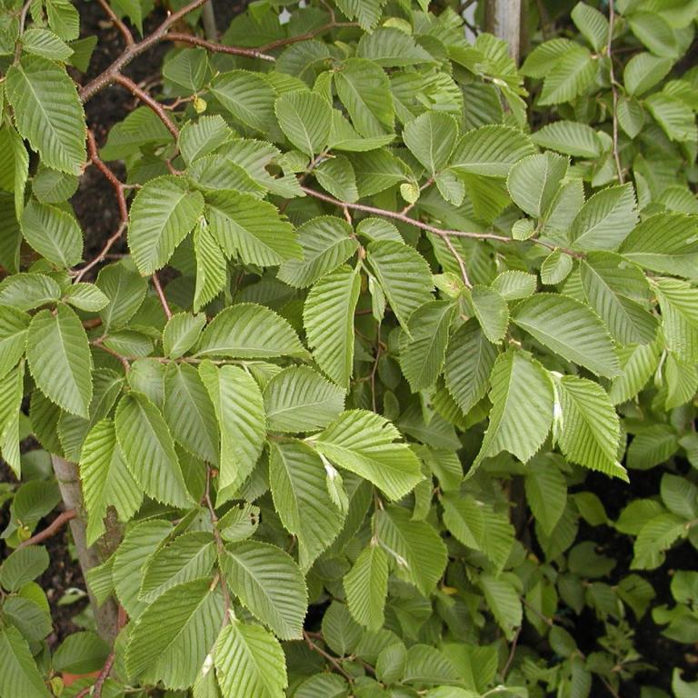 Ostrya japonica