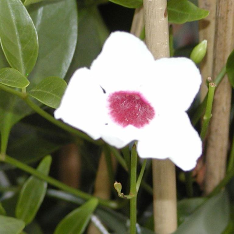 Pandorea jasminoides