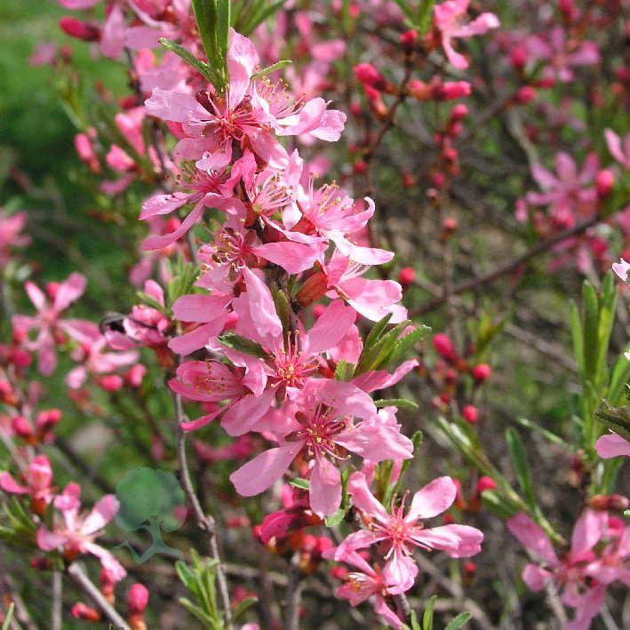 Prunus tenella 'Fire Hill'