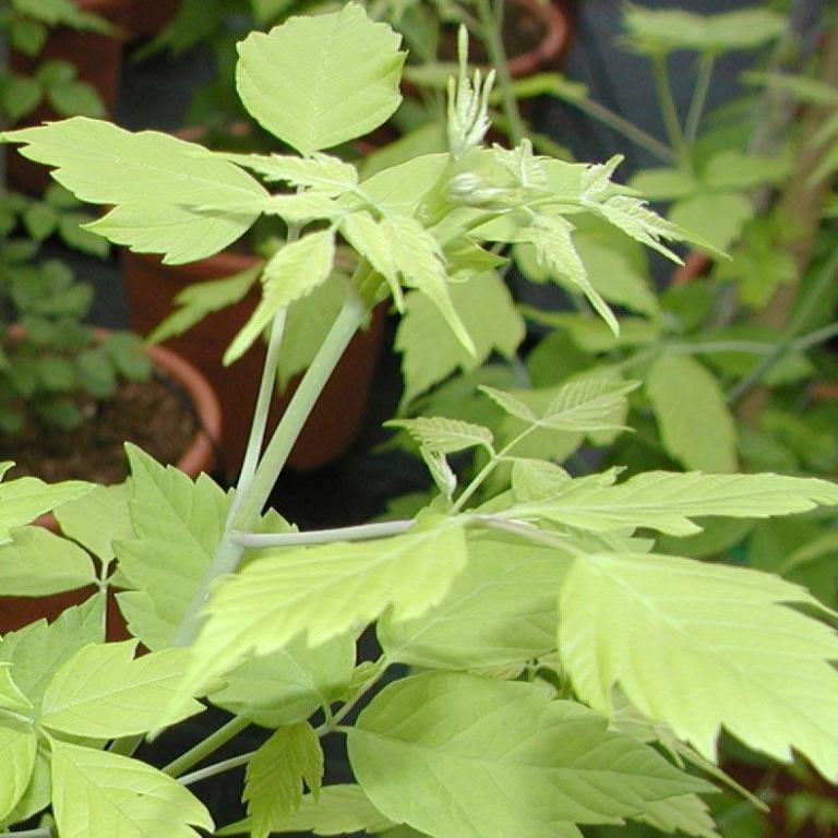 Acer negundo 'Kellys Gold' 