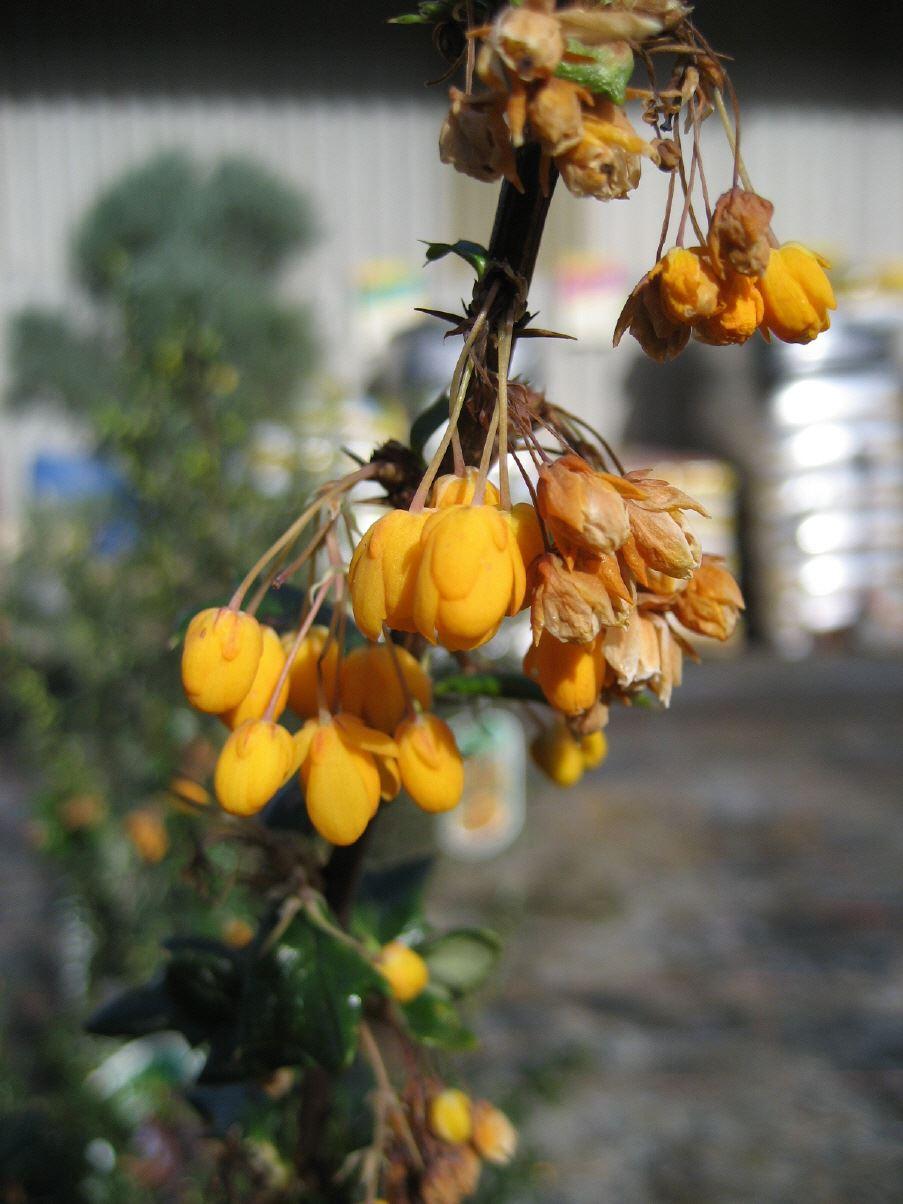 Berberitze 'Orange King'
