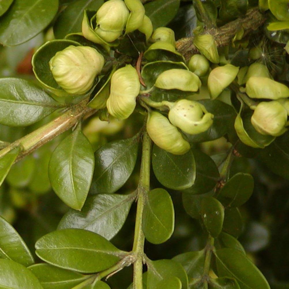 Buxus microphylla 'Sunnyside'