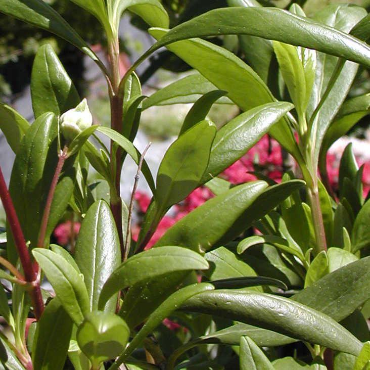 Carpenteria californica