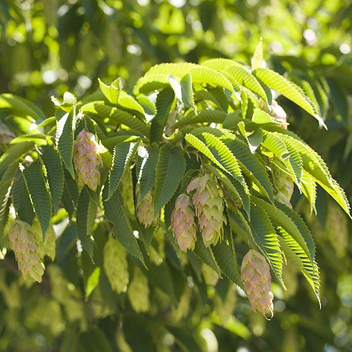 Carpinus japonica