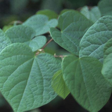 Disanthus cercidifolius