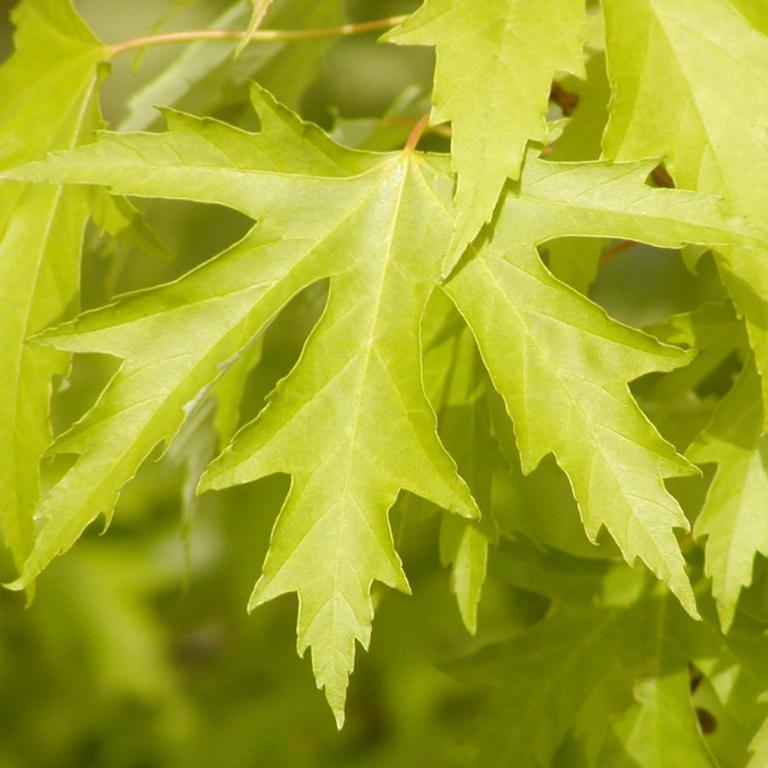Acer saccharinum 'Pyramidale'