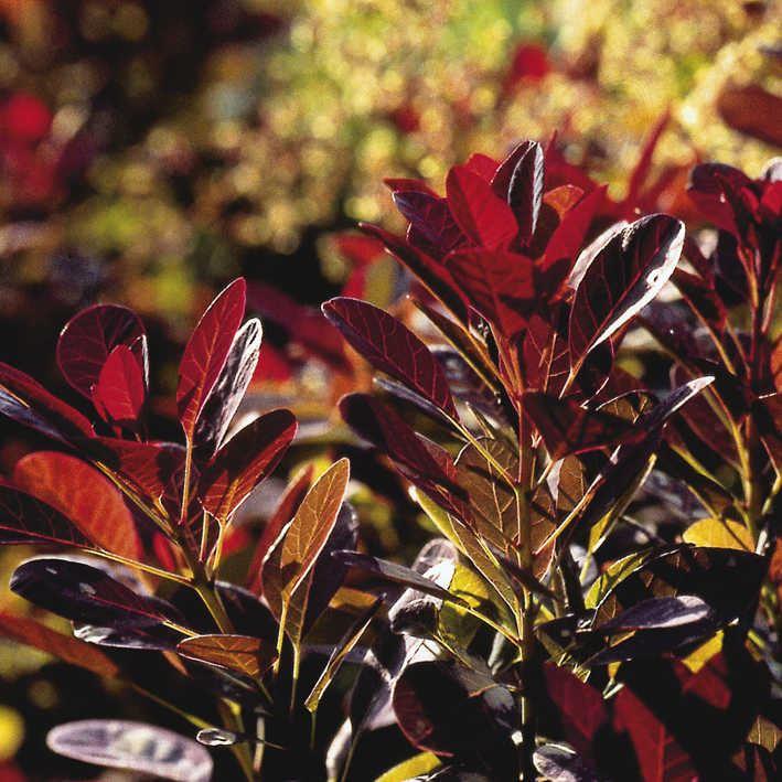 Purpur-Perücken-Strauch