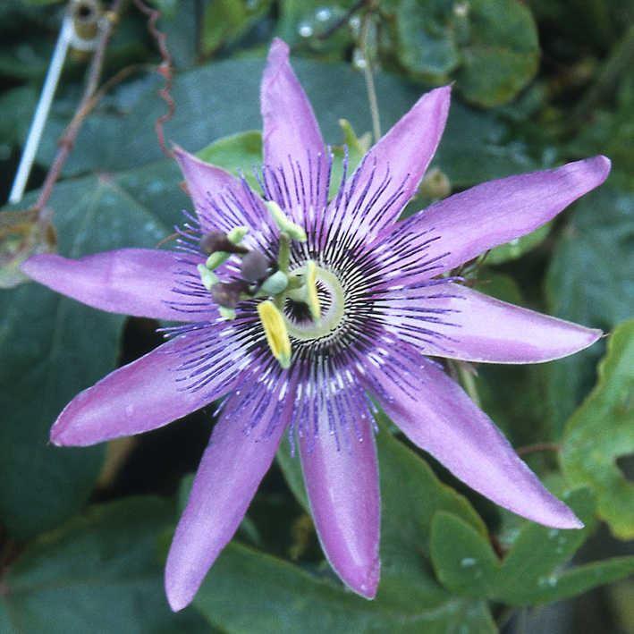Passiflora Hybr.'Amethyst'
