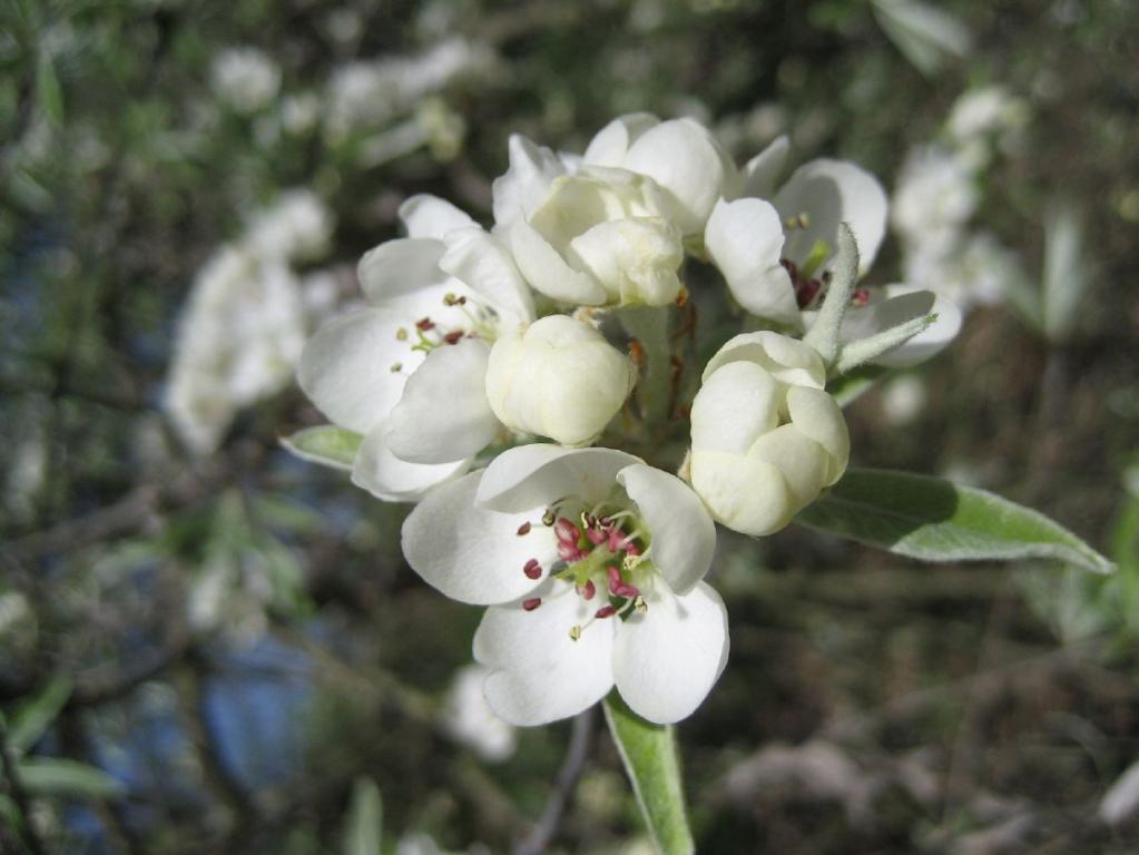 Pyrus salicifolia