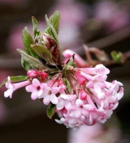 Winter - Schneeball Dawn