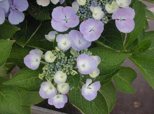 Hydrangea macrophylla 'Blaumeise'