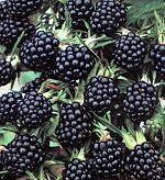 Die beste dornenlose Brombeere, die schmeckt