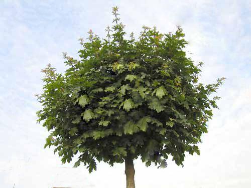 (Besonderes zierliche) Bäume für kleine Gärten