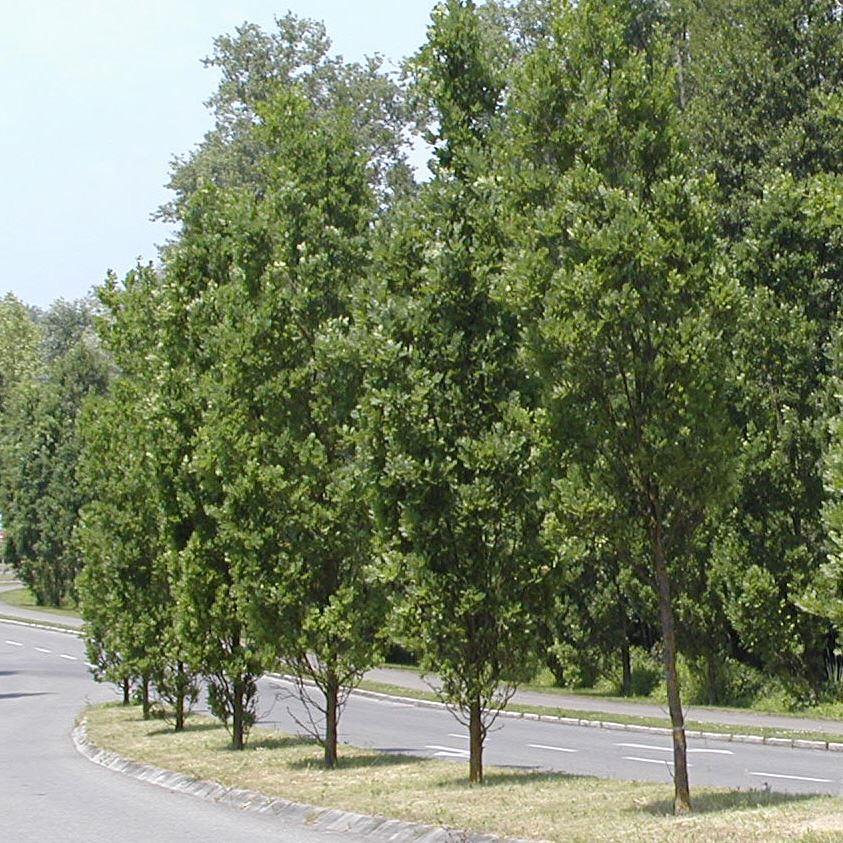 Quercus robur 'Fastigiata Koster'