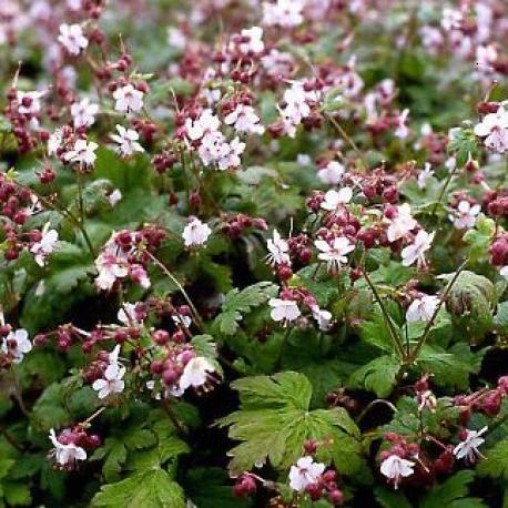 Geranium macrorrhizum 'Spessart'