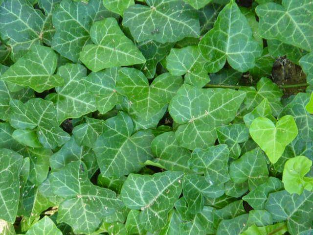 Hedera helix  hibernica