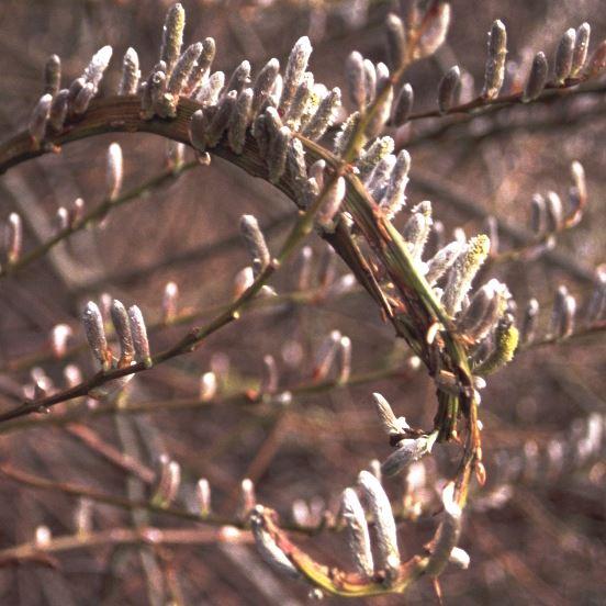 Salix subopposita ( udensis )  'Sekka'