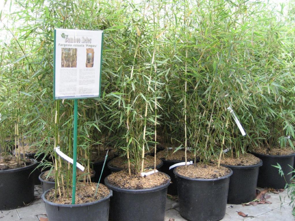 Bambushecken, Sichtschutz, Solitärpflanzen, Hecken